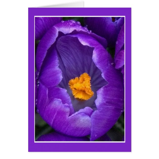 Crocus Blommar Hälsningskort (Framsidan)