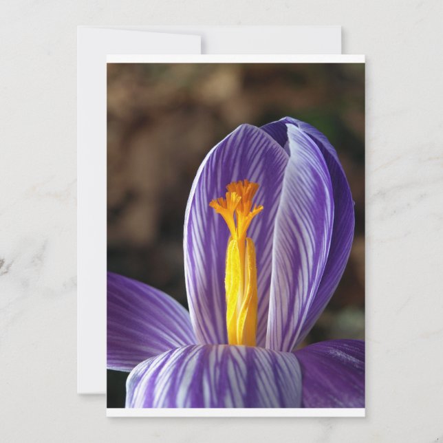 Crocus Blommar - Inbjudan (Framsida)
