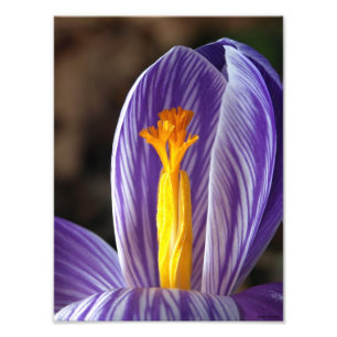 Crocus Blommar - Utskrift av finkonst Fototryck