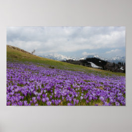 Crocus-blommor i Velika Planina, Slovenien Poster