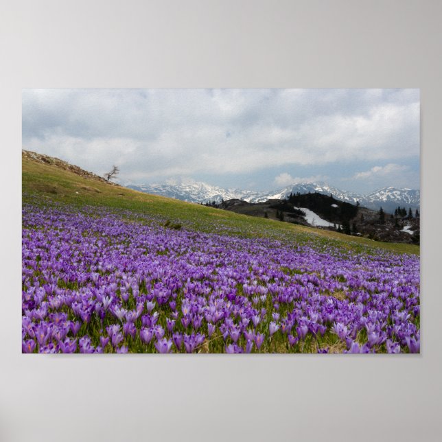 Crocus-blommor i Velika Planina, Slovenien Poster (Framsidan)