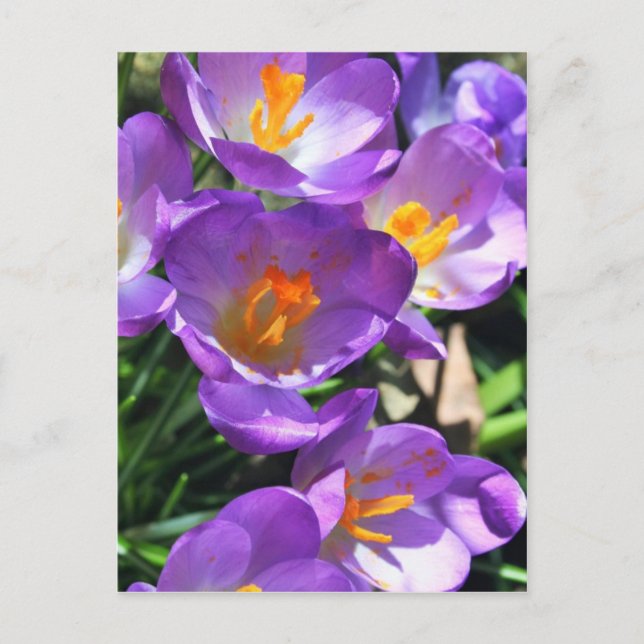 Crocus blommor.jpg vykort (Framsida)