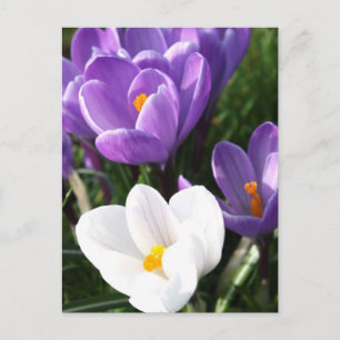 Crocus blommor vykort