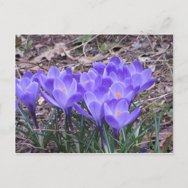 Crocus Bunch Vykort (Framsida)
