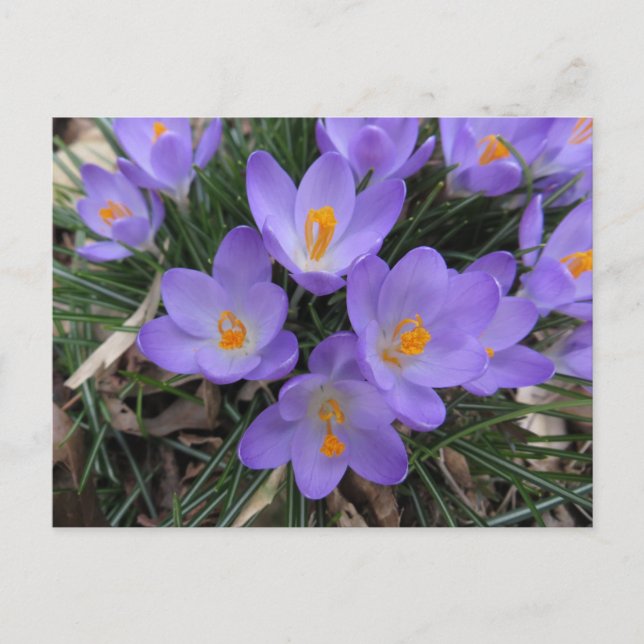 Crocus Bundle Vykort (Framsida)