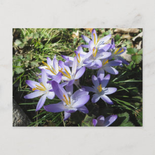 Crocus Bundle Vykort