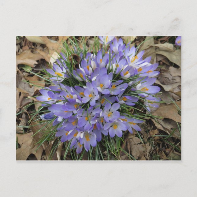 Crocus Bundle Vykort (Framsida)