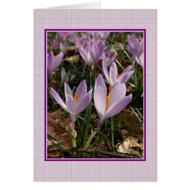 Crocus Card Hälsningskort (Framsidan)