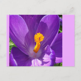Crocus Close-Up DIY Postcard Vykort