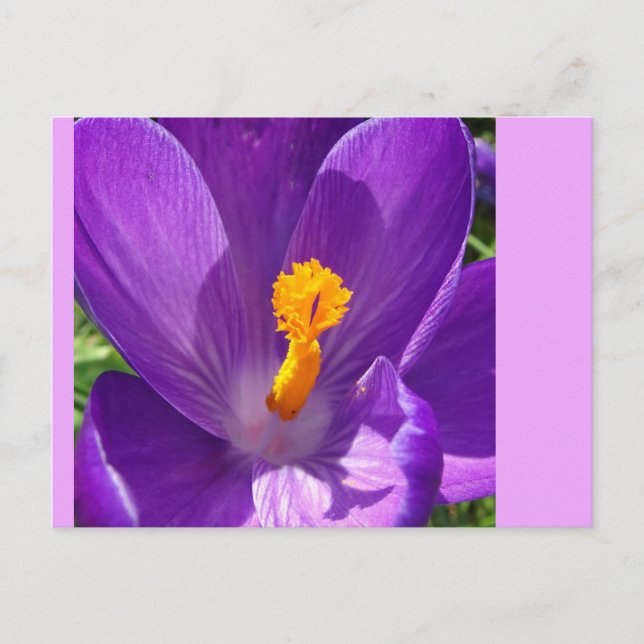 Crocus Close-Up DIY Postcard Vykort (Framsida)