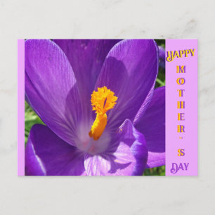 Crocus Close-Up Mors dag vycard Vykort