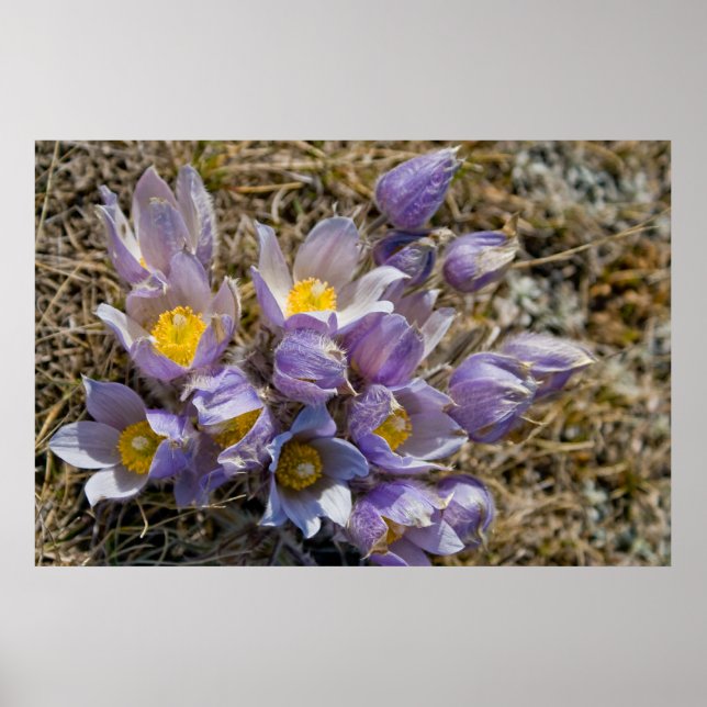 Crocus Cluster Poster (Framsidan)