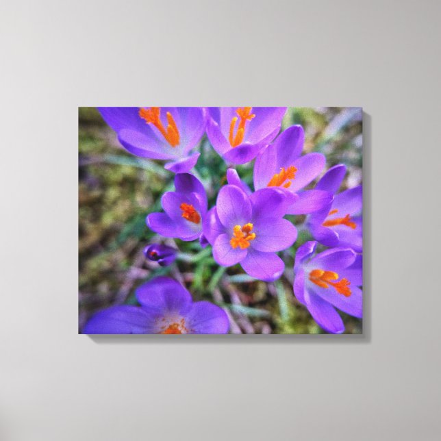 Crocus Fine Art Canvastryck (Framsida)