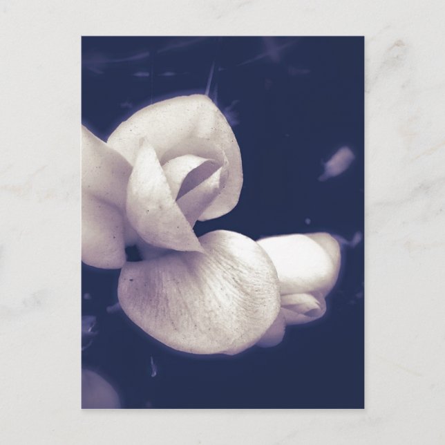 Crocus Flower Blommar in Black and White Vykort (Framsida)