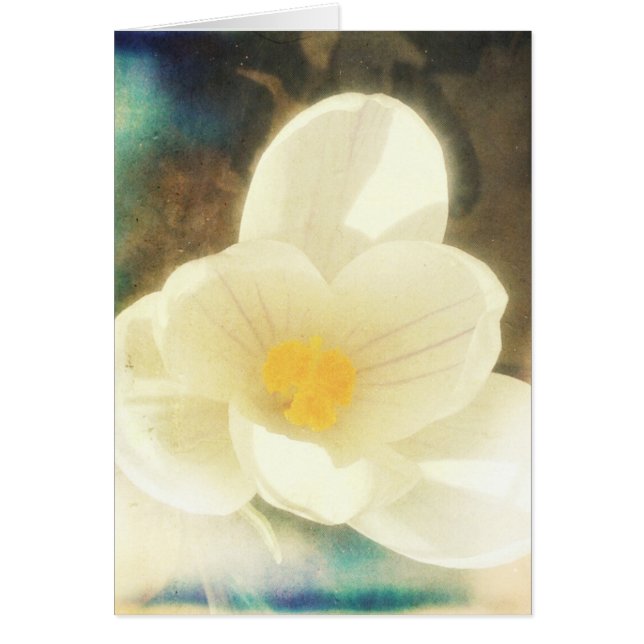 Crocus Flower Grunge Hälsningskort (Framsidan)