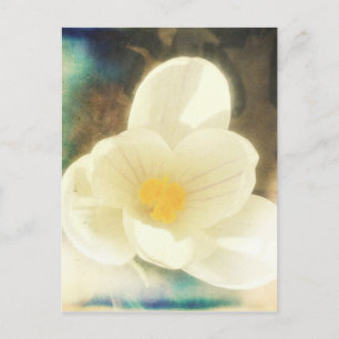 Crocus Flower Grunge Vykort