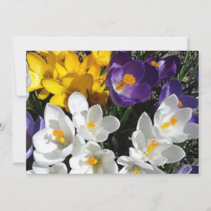 Crocus Flower Mix-Blommigt Tack Kort