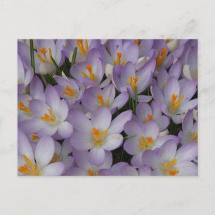 Crocus Flowers Mönster DIY Postcard Vykort