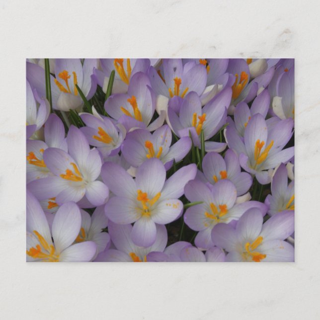 Crocus Flowers Mönster DIY Postcard Vykort (Framsida)