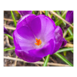 Crocus fototryck