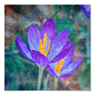 Crocus Fototryck