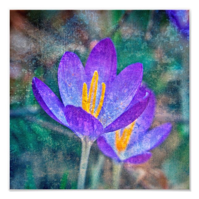 Crocus Fototryck (Framsidan)