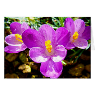 CROCUS HÄLSNINGSKORT