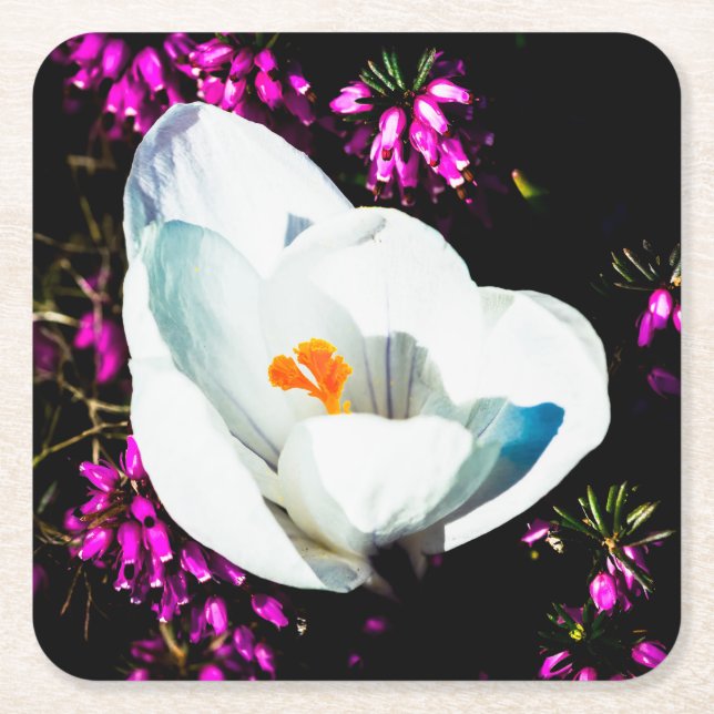 Crocus in Flower Bed Underlägg Papper Kvadrat (Framsidan)