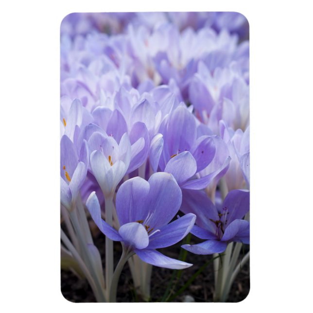 Crocus Inbjudet Canvastryck Magnet (Vertikal)