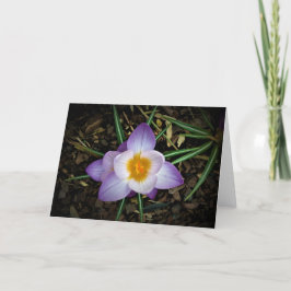 Crocus, kort