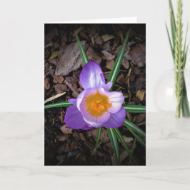 Crocus, kort
