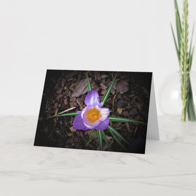 Crocus, kort (Framsida)