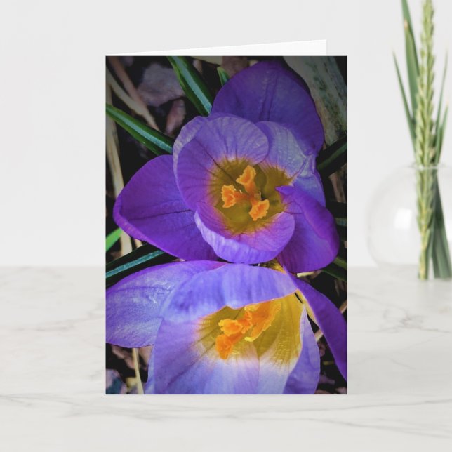 Crocus, kort (Framsida)