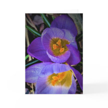 Crocus, kort