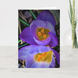 Crocus, kort