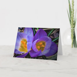 Crocus, kort