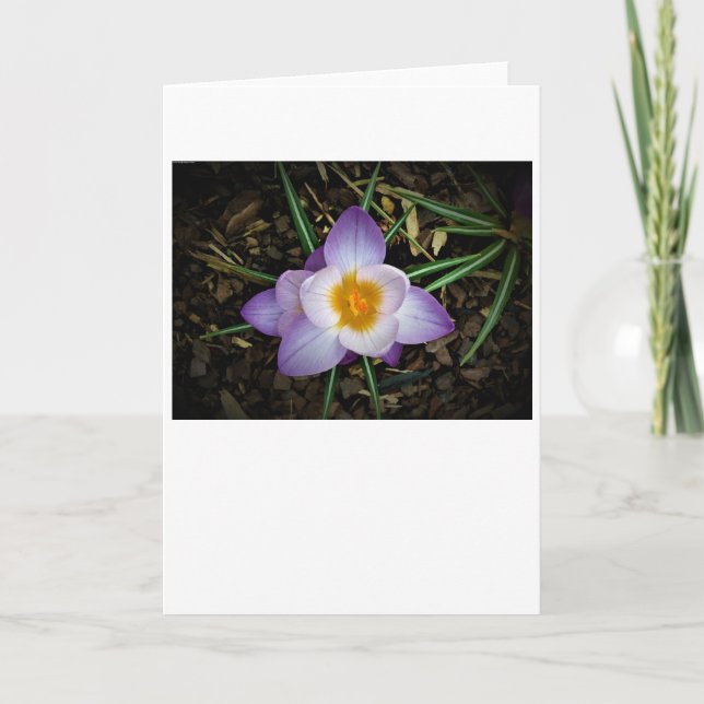 Crocus, kort (Framsida)