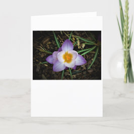 Crocus, kort