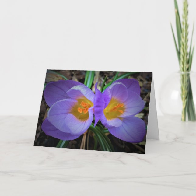 Crocus, kort (Framsida)