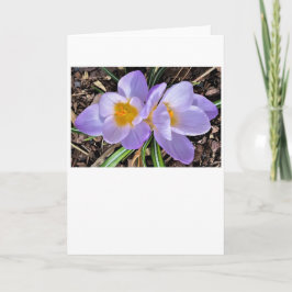 Crocus, kort
