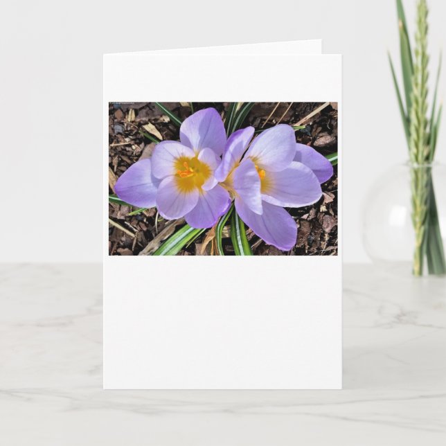 Crocus, kort (Framsida)