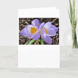 Crocus, kort