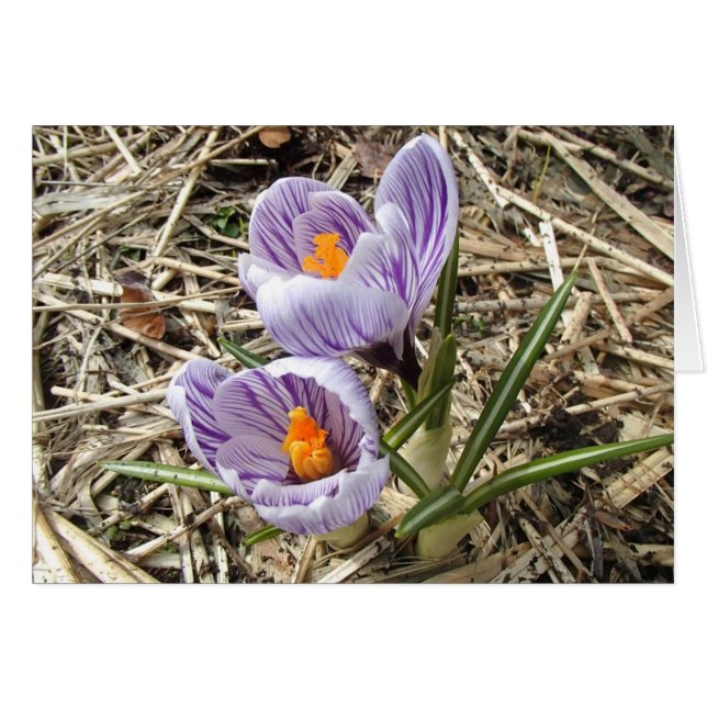 Crocus-kort Hälsningskort (Framsidan Horizontal)