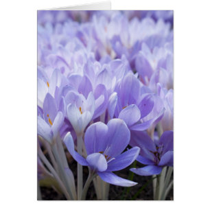 Crocus-kort Hälsningskort