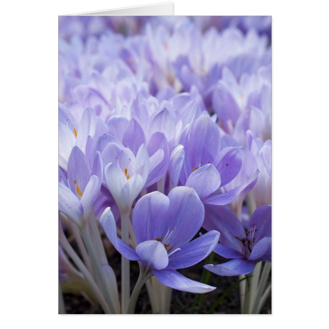 Crocus-kort Hälsningskort (Framsidan)
