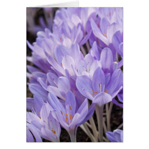 Crocus kortet hälsningskort