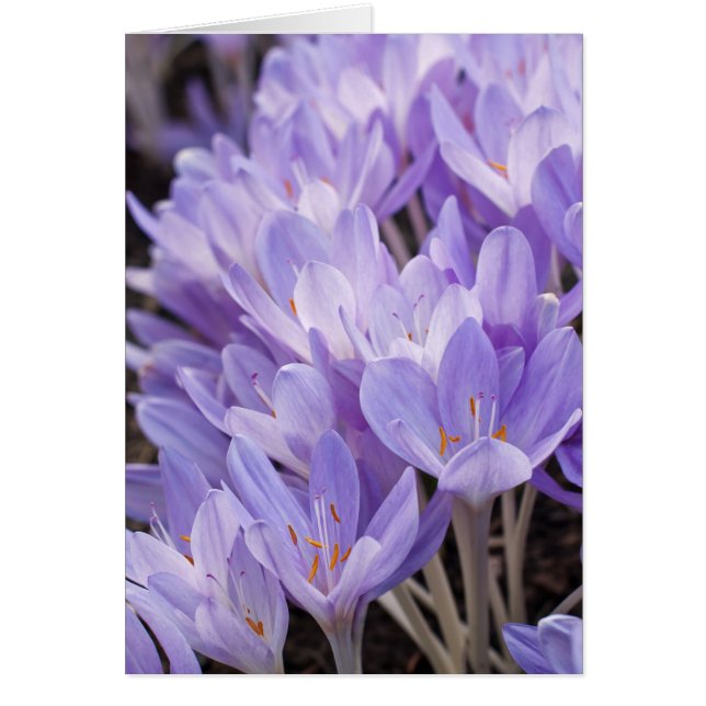 Crocus kortet hälsningskort (Framsidan)