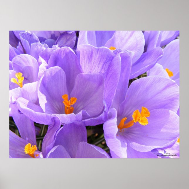Crocus Large Print Poster (Framsidan)