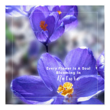 Crocus Lila Photo Quote