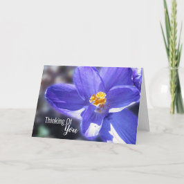 Crocus Lila Thinking Kort
